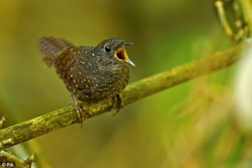 Wren-babbler - o noua specie de pasare