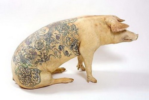 porc tatuat