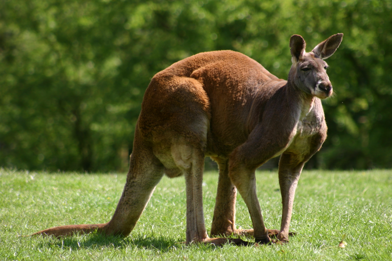 Большая разновидность. Рыжий кенгуру Австралии. Кенгуру самка. Исполинский кенгуру. Сумчатые кенгуру в Австралии.