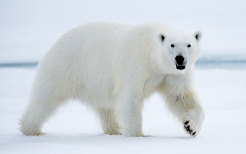 ursul polar