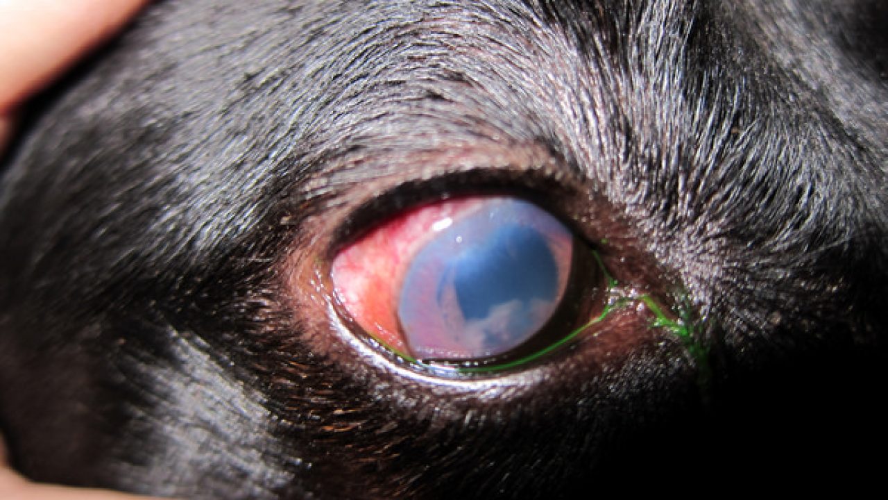 caine lovit la ochi tratament ce înseamnă cineva pentru un test ocular