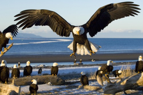 Bald Eagle (Haliaeetus leucocephalus),