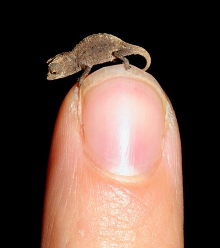 Brookesia-micra2