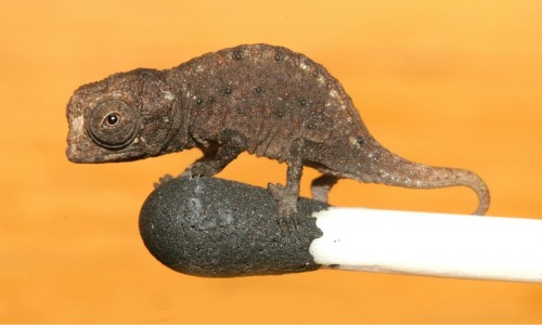 Brookesia_micra 1