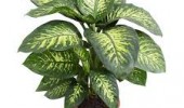 Dieffenbachia