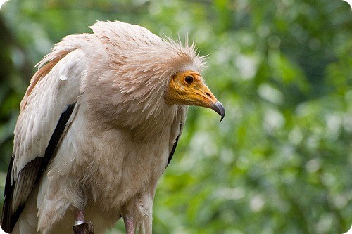 Vultur Hoitar1