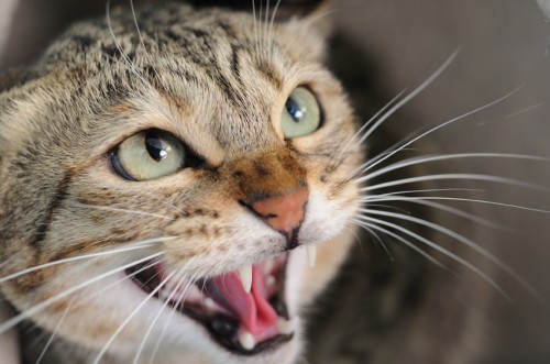 O pisică se furişa zilnic în perimetrul unui râs de la Zoo. Când au aflat MOTIVUL, nu le-a venit să creadă I VIDEO
