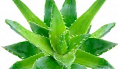 aloe