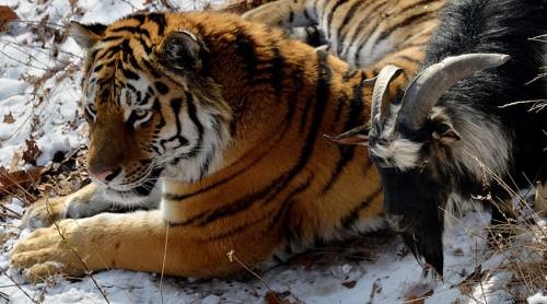 INCONSTIENTA sau PRIETENIE ADEVARATA? Un tap s-a imprietenit cu un tigru siberian, chiar in cusca acestuia din urma…