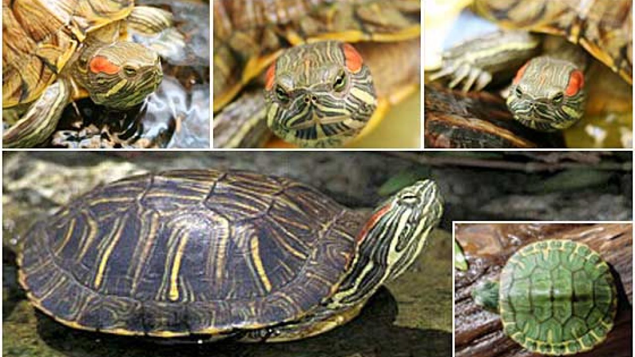 16 fapte amuzante despre broaștele țestoase - Despre Tot - 
