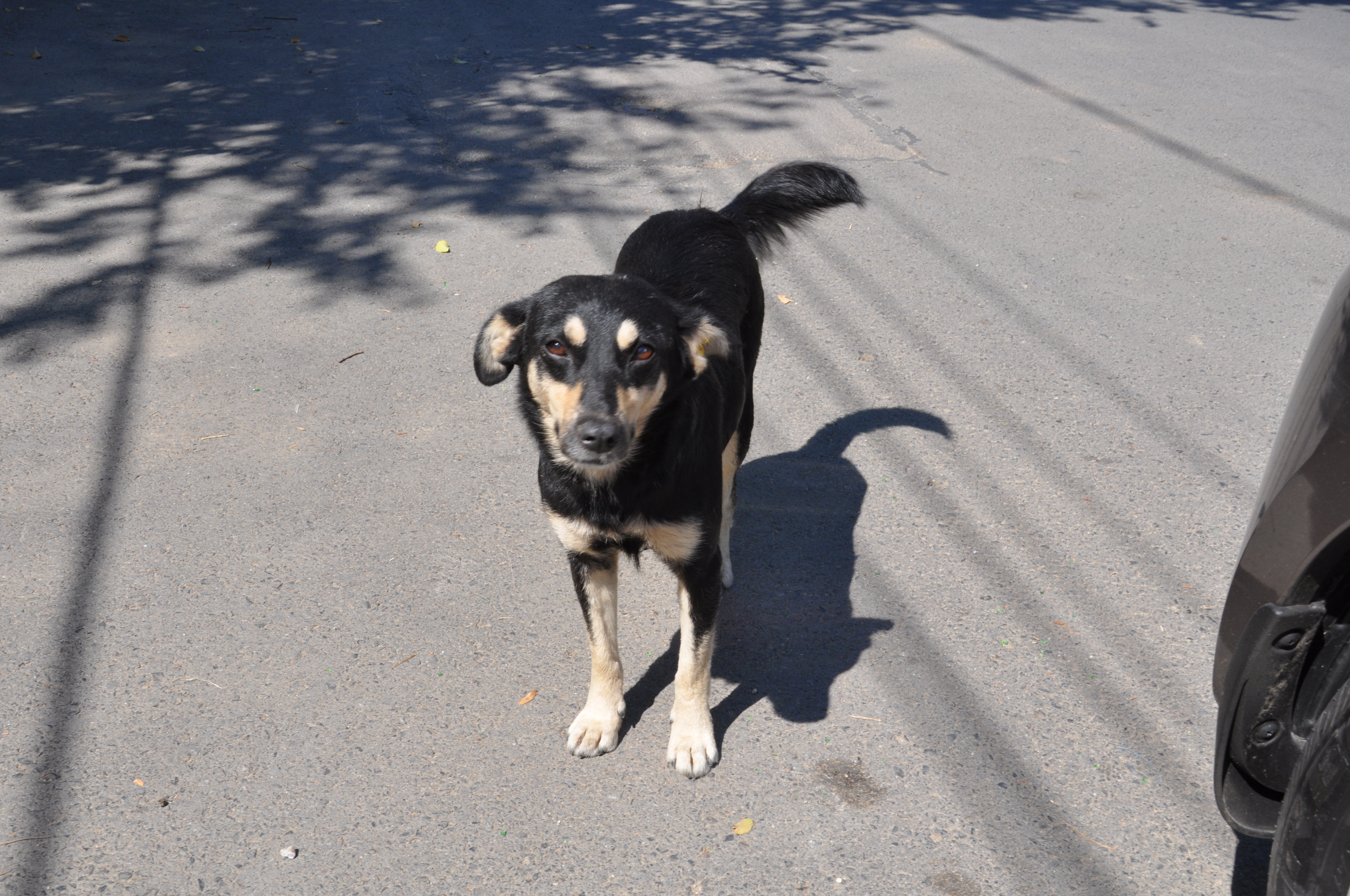 Căine abandonat pe stradă