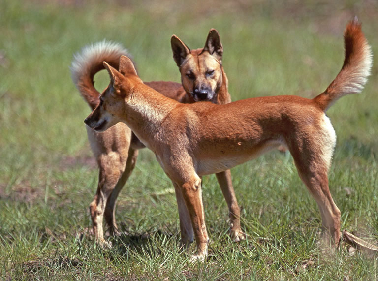 Cainele Dingo Motivul Disparitiei Lupului Marsupial Sau A