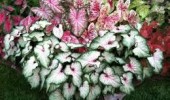 caladium