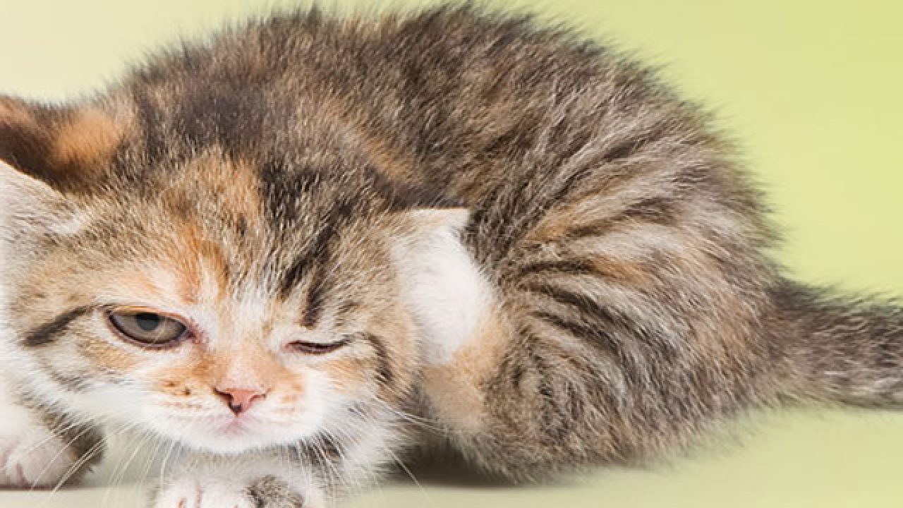 Ce Boli De Piele Pot Avea Pisicile