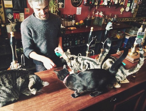 cat pub2