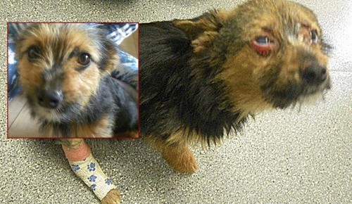 BESTIILE trebuie sa plateasca! Un Chihuahua a fost furat de la proprietari, drogat, torturat si incendiat! Faptasii au primit sentinte prea blande! Petitie pentru sanctiuni adevarate!