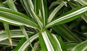 dracena