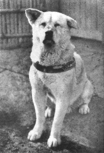 hachiko2