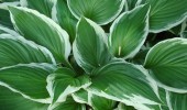 hosta