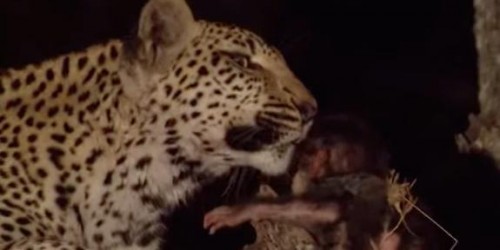Atat de multa IUBIRE! Un leopard salveaza un pui de babuin!