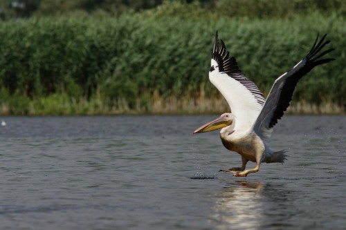 pelicanul