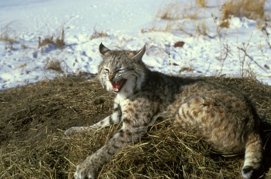 Animale Din Romania Pe Care Copiii Le Vor Stii Doar Din Fotografii