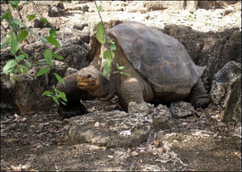 Geochelone abigdoni