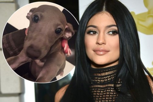 Kylie Jenner si Norman