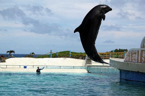 Wholphin