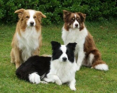 border collie