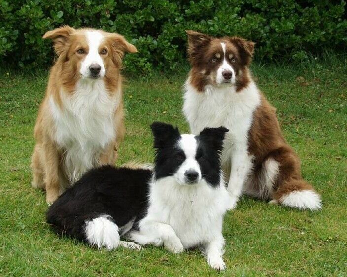 Border Collie