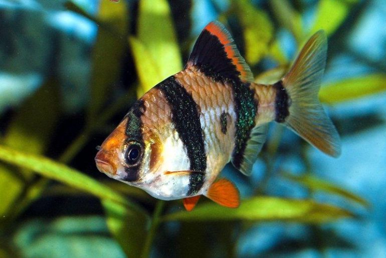 Cei Mai Frumosi Pesti De Acvariu Unul dintre cei mai activ pesti de acvariu - Barbus Tetrazona!