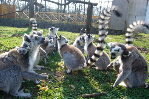 Magnifica lume de la Zoo Sóstó, Ungaria