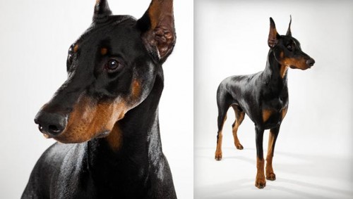 doberman-pinscher