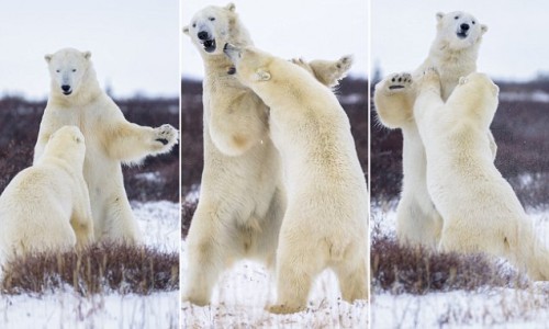 Bear Knuckle Boxing: Playful Polar Bears Trade Blows In The Snow