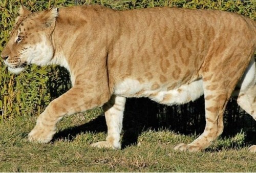 leopon