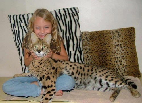 savannah-cat