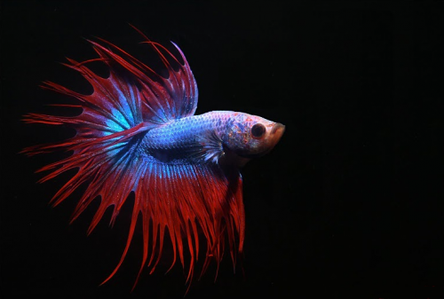 Betta splendens1