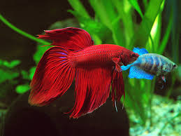 Betta splendens3