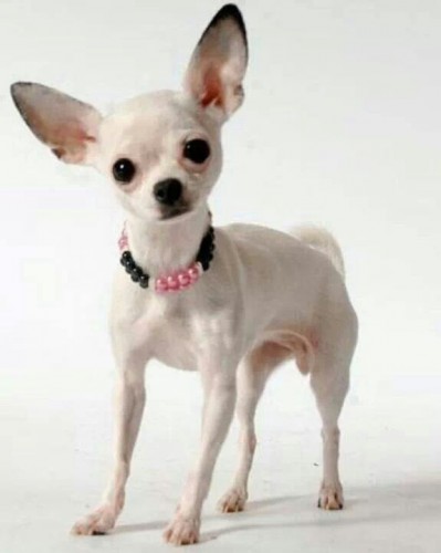 Chihuahua