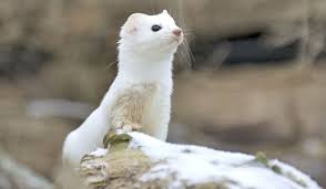 Mustela ermine