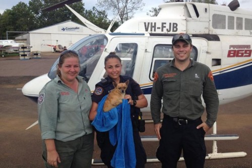 MOBILIZARE: In timpul inundatiilor din Australia, cainii au fost salvati de crocodili, cu elicopterele!