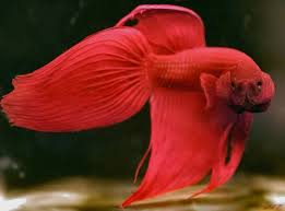 cap Betta splendens