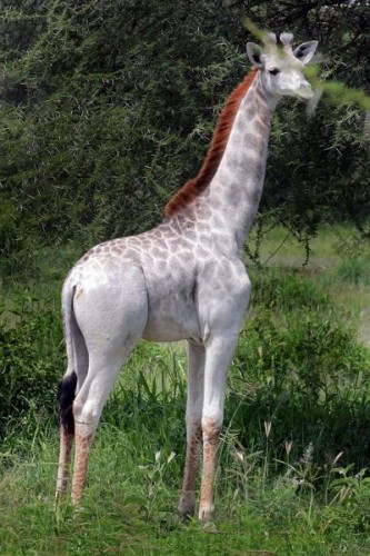 girafa1