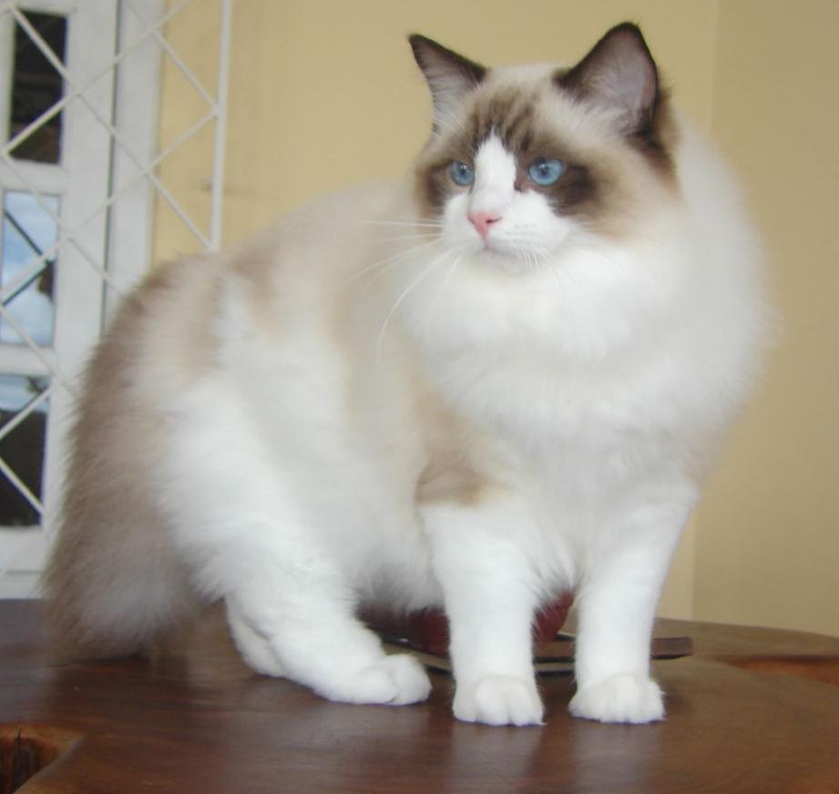 Pisici uriașe; Ragdolls