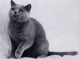 Russian Blue