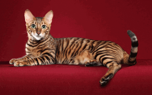 Toyger