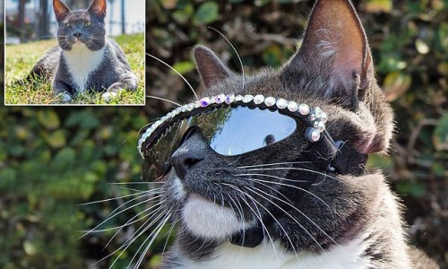 Sunglass Cat Bagel