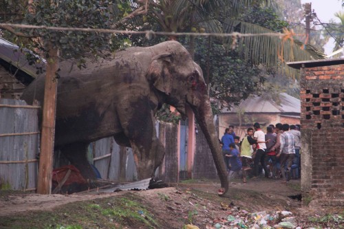 India Rampaging Elephant
