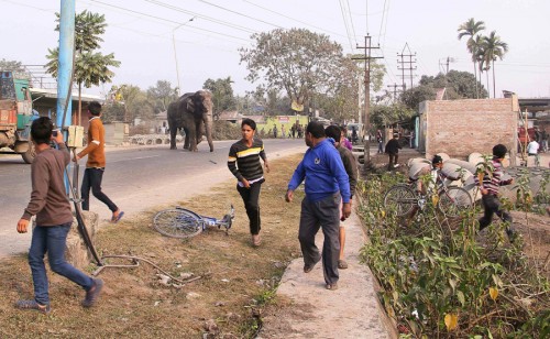 India Rampaging Elephant